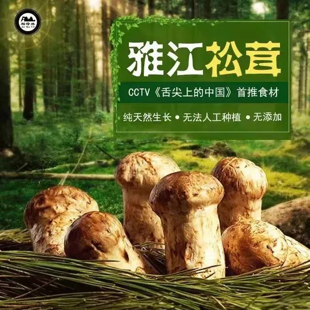 上城人注意买雅江松茸请认准这个溯源码